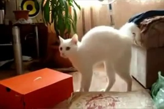 Cat walking on two legs 2  by sia.co.th