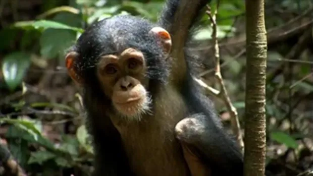 Chimpanzee - Trailer