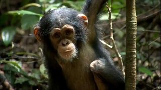 Chimpanzee - Trailer