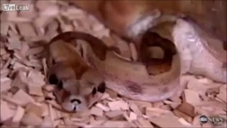  งู 1ตัว 2หัว กินหนู