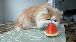 kitty with watermelon