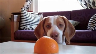 ลูกหมากับส้มลูกใหญ่