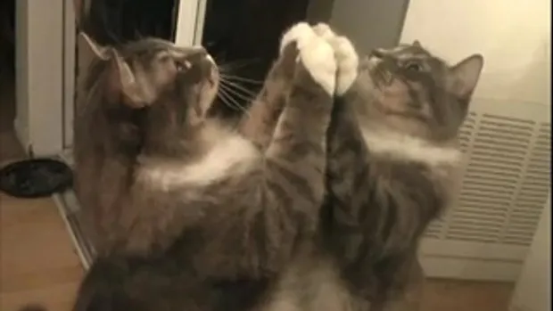 แมว + กระจก อะไรจะเกิดขึ้น