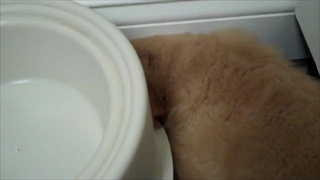 ลูกหมาน้อย สะอึก น่าเอ็นดูจริงๆ