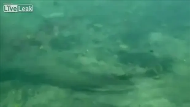นักดำน้ำเจอ งูยักษ์อนาคอนด้าว่ายน้ำใต้ทะเลลึก ที่บราซิล