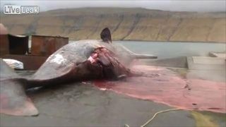 วินาทีสยอง! แก๊สปะทุท้องปลาวาฬยักษ์ระเบิดต่อหน้าต่อตา