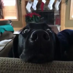 เวลาหมาตกใจ