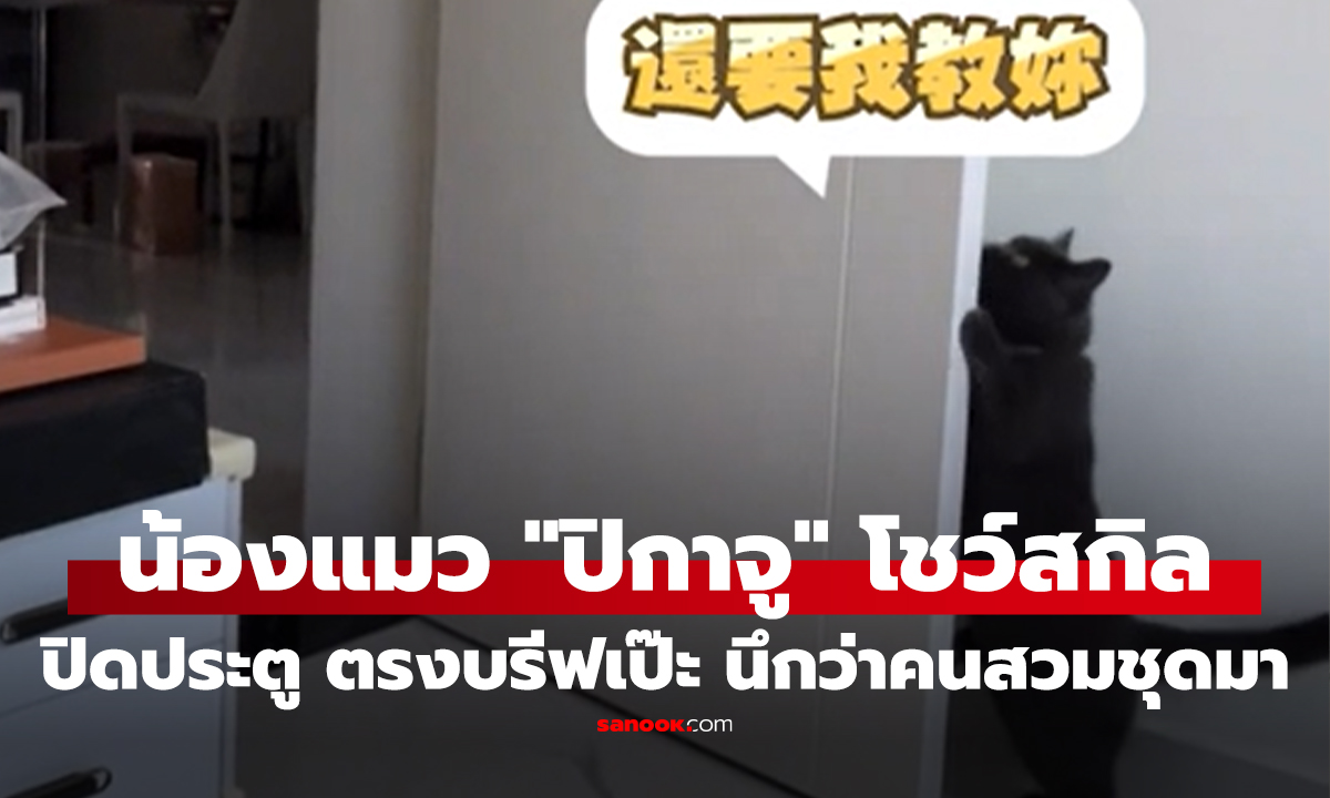 แม่ใช้คุ้มมาก! น้องแมว "ปิกาจู" โชว์สกิลปิดประตู ตรงบรีฟเป๊ะ