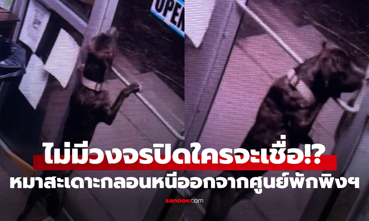 น้องหมา "ยอดนักแหกคุก" สะเดาะกลอนหนีออกจากศูนย์ฯ เพื่อเดินกลับบ้านเอง