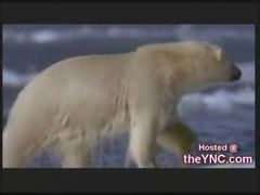 polar bear vs walrusสงครามเเห่งขั้วโลก