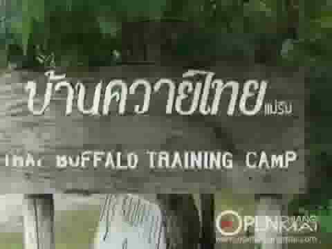 Thai Buffalo Training Camp Mae Rim Chiang Mai