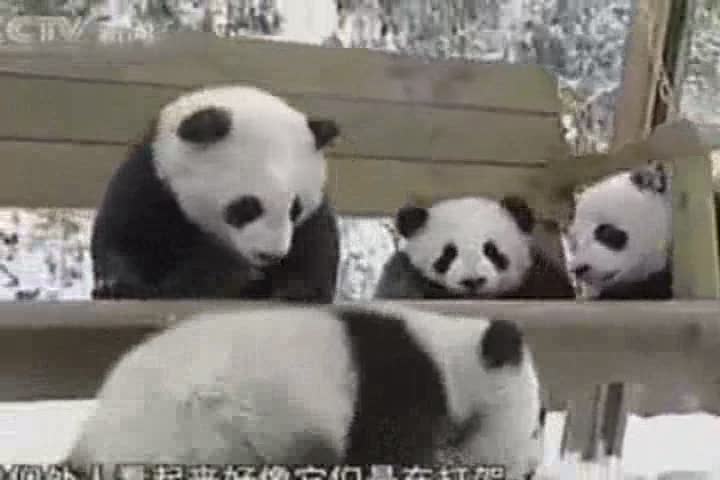 Panda Bybies