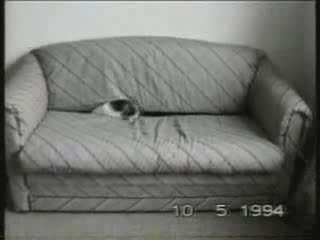 Funny Cats