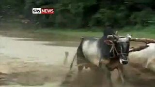 การแข่งขันวิ่งวัว ในอินเดีย