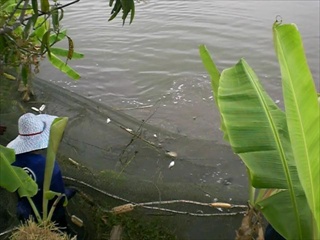 4ลุงสันติบ่อปลาธรรมชาติ
