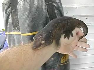  ตุ๊กแก Giant Gecko ใหญ่ขนาดนี้กล้าเลี้ยงกันมั้ย