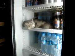 น้องเหมียวขี้ร้อน เข้าไปนอนเล่นในตู้เย็น