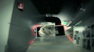 เจ้าแมวน้อย Star war 2