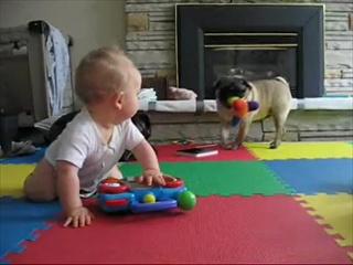 Pug vs. Baby   แย่งของเล่นกันทำใม^_^    by  sia.co.th