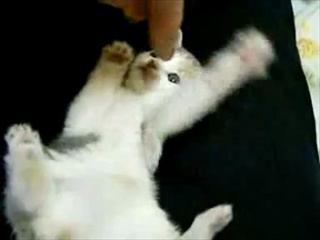 Small Cute Kitten   น่ารักอ่ะ...^_^   by sia.co.th