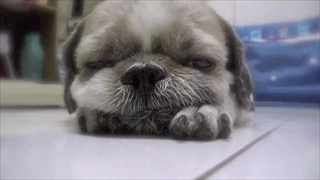Bebe the sleepy dog.  คริๆๆ  by sia.co.th