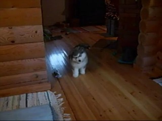 8 Weeks Old Malamute Puppy Iida  by sia.co.th