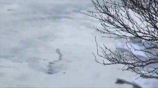 สัตว์ประหลาดเลื้อยบนน้ำแข็ง