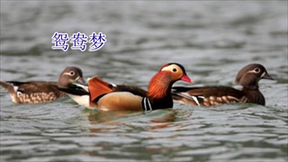 เพลงจีนความฝันนกเป็ดน้ำ