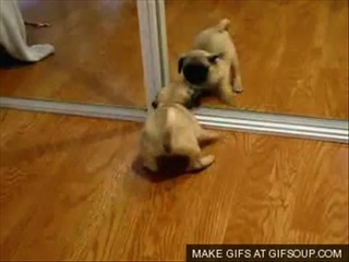 Funny Dogs and cats (part two)...น่ารัก^_^ by  sia.co.th