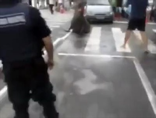 มาได้ไง! แมวน้ำยักษ์กว่า 3 เมตรโผล่กลางถนนที่บราซิล