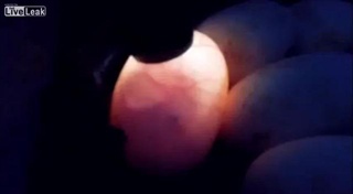 ความเคลื่อนไหวในไข่งู!