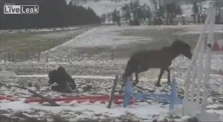 สาววัย18 ปี ตกจากหลังม้าแถมโดนเตะแสกหน้าจังๆ