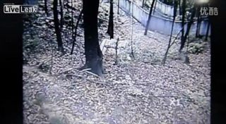 หมีแพนด้าพยายามปืนต้นไม้หนีแผ่นดินไหวที่จีน