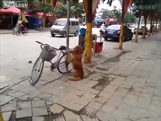 เจ้าตูบแสนรู้! สนใจให้ผมเฝ้าจักรยานให้มั้ยครับ