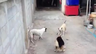 ตัวขาดเลยแม่