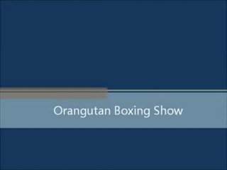 ศึกลิงไฟว์