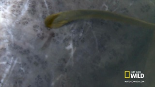 มะกันเตรียมกำจัดปลาแวมไพร์ สูบเลือดปลาอื่นจนตายในมิชิแกน