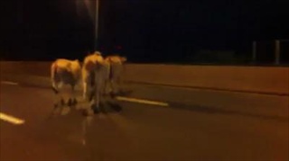 รถชนวัว บนทางด่วน