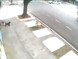 คนจูงหมา..ถูกหมาหมู่รุมกัด