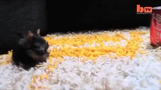 หมาจิ๋ว ตัวเล็กดีดมาก