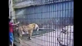 คลิปเสือกัดเด็กชาย ที่บราซิล