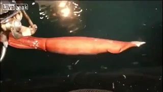 ชาวประมงญี่ปุ่นจับปลาหมึกยักษ์หายากได้ มีความยาว กว่า 6 เมตร