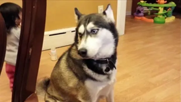 Baby Loves Siberian Husky Dog! - YouTube