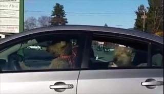 อย่าคิดทิ้งเจ้าหมาไว้ในรถ ไม่งั้นจะเป็นแบบนี้ !!!
