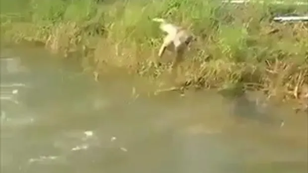 เจ้าตูบ สุนัขกระโดดน้ำที่เก่งที่สุด ฮาน้ำตาไหล !!!