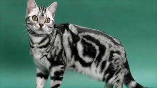 10 สายพันธุ์แมวที่สวยและน่ารักที่สุดในโลก!