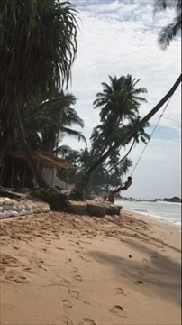 Amazing! Coconut Palm Tree Rope Swing