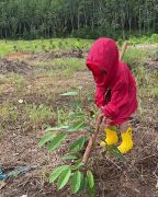 "น้องโพธิ์" ลูกชาย "ชาคริต" เข้าสวนในช่วงปิดเทอม ปลูกทุเรียนช่วยแม่ทำงาน