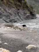 เคยเห็นไหม? แม่หมีดำพาลูกข้ามแม่น้ำ ตามตำนานชาวปู้หนง เห็นแล้วเป็นลางดี
