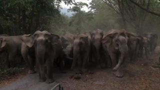 คลิปหาชมยาก โขลงช้างป่ากว่า 40 ตัว กระดิกหูสู้กล้อง ทั้งน่ารักและน่าเป็นห่วง